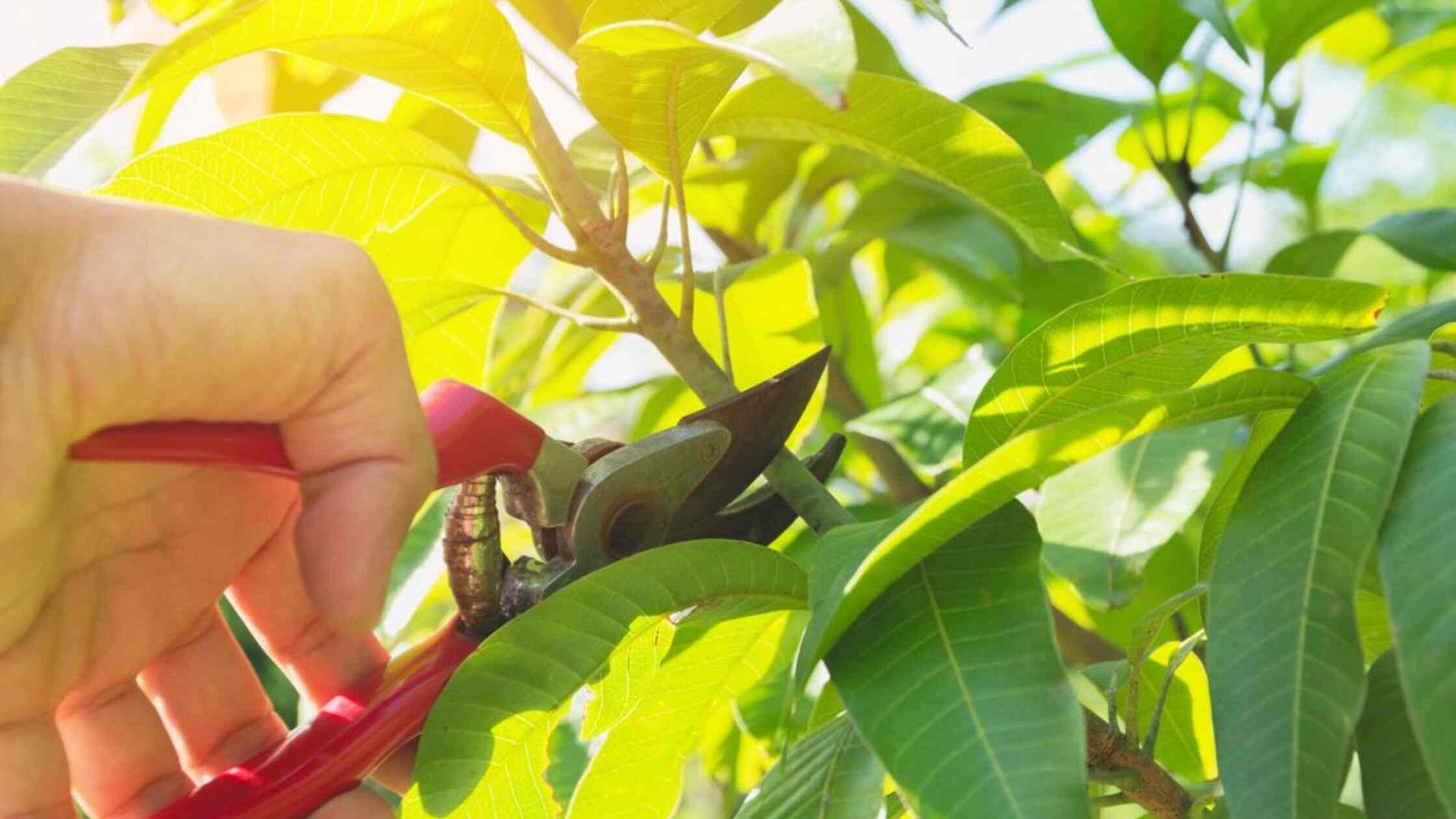 Trusted Tree Service In Jacksonville